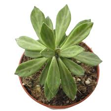 Image result for Monadenium lugardiae
