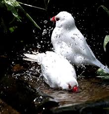 Angels are god's creation & often represented with bird like wings. Lorie Darlin Life In San Francisco You See Is Still Just Life If You Want Any One Thing Too Badly Its Likely Beautiful Birds Bird Pictures Colorful Birds
