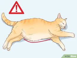 Indoor cats are at risk, as are cats who are less active for other reasons. How To Diagnose The Cause Of A Swollen Abdomen In Cats 10 Steps