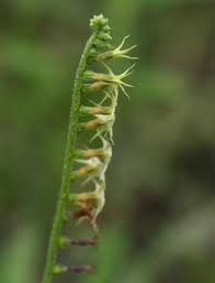 Image result for Heliotropium zeylanicum