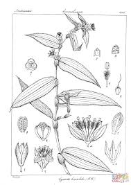 Image result for Cyanotis longifolia