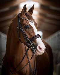 trense stallgasse pferd kandare reitsport pferde fotografie pferdefotografie trense