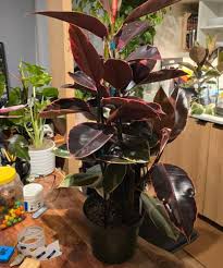 Image result for Ficus elastica