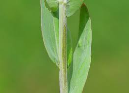 Image result for Turritis