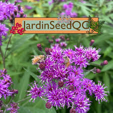 Image result for Vernonia nepetifolia