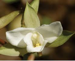 Image result for Asplenium markusbeckeri