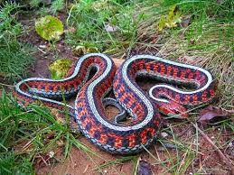 California Red Side Garter Snake Photographed By Vabbley Via Flickr Beautiful Snakes Pet Style Pet Snake