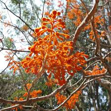 Image result for Firmiana