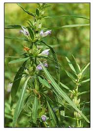 Image result for Hygrophila schulli