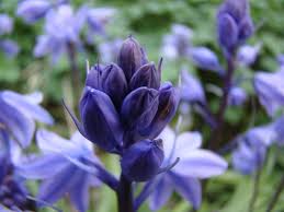Fiore viola is italian for purple flower; Bei Fiori Viola A Grappoli Frasibelle It