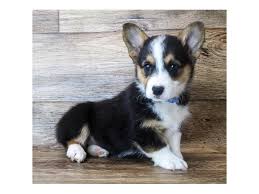 Pembroke welsh corgi puppies avaliable now. Pembroke Welsh Corgi Puppies Petland Carmel In