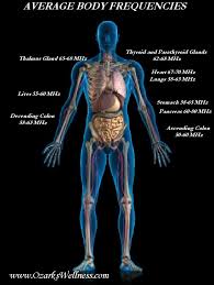 Human Body Freq Jpg 760 1008 Body Human Body Projects Human Body