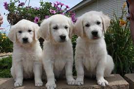 Mn English Golden Golden Retriever Retriever Retriever Puppy