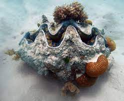 Giant clam - Wikipedia