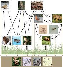 The desert food chain is composed of the sequence of plants, herbivorous and carnivorous animals, by which energy and materials move within that ecosystem. 3 1 Energy Flow Through Ecosystems Environmental Biology