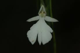 Image result for Habenaria goetzeana