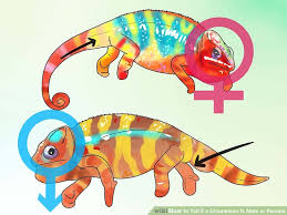 How To Tell If A Chameleon Is Male Or Female 13 Steps