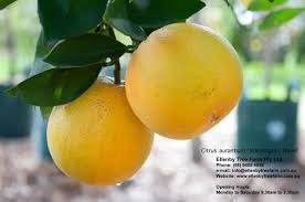 Image result for Citrus × aurantium