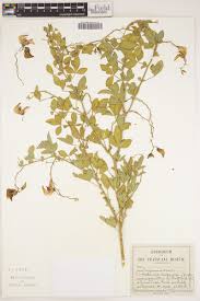 Image result for Hyparrhenia cymbaria