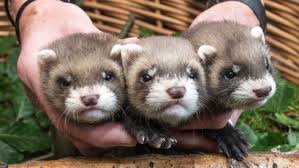 Somos la tienda online de productos para mascotas número uno en españa. Filhotes De Furao Sao Apresentados Em Zoologico Animais Extra Online