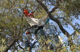 Many people feel that tree trimming & pruning is a task for a free quote to make trimming evergreen trees in the portland area as easy as possible for you, call us today or contact. Best Time Of Year To Trim Prune Trees Hint It S Not Fall Lawnstarter