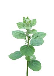 Image result for Aerva lanata