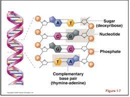 30 beautiful dna replication protein synthesis worksheet. Biology Dna Quiz Flashcards Quizlet