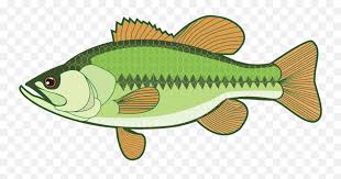 New users enjoy 60% off. Largemouth White Smallmouth Fishing Sea Bass Clipart Png Fish Clipart Transparent Background Free Transparent Png Images Pngaaa Com