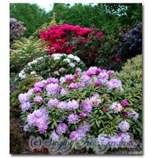 Lavender Haze Rhododendron Rhododendron Growers Plants