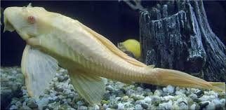 We did not find results for: Albino Bristlenose Pleco Detailed Guide Care Diet And Breeding Shrimp And Snail Breeder