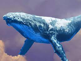 Whaleshark Social Tokens Will Boom After Nfts Sec Regs On Horizon The Street Crypto Bitcoin And Cryptocurrency News Advice Analysis And More