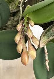 Image result for Oeceoclades saundersiana