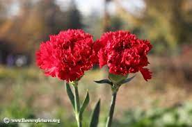 Pin By Jennifer Smith On Beautiful Flowers Carnation Flower Pictures Carnation Flower Carnations