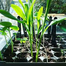 Sugar enhanced sweet corn (labeled as 'se' on seed packets) is genetically modified to slow the sugar to starch conversion rate, increasing the sweetness and tenderness of the kernels. Growing Sweet Corn From Seeds Growing Sweet Corn Growing Vegetables Corn Plant