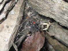 We service more clients in the southeast texas region of beaumont, port arthur, and orange than any other pest control company. 10 Spiders Ideas Spider Brown Recluse Brown Recluse Spider
