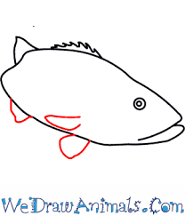 It's super easy art tutorial for beginners, only follow me step by step, if you need more time, you can mak. How To Draw A Black Sea Bass