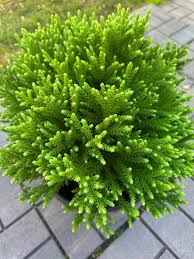 Image result for Enteropogon prieurii