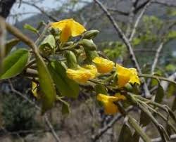 Image result for Fagaropsis angolensis