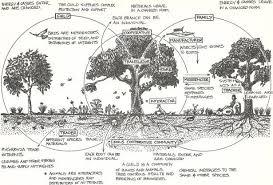 Design Permaculture Pesquisa Google Permaculture Design Permaculture Design Course Permaculture