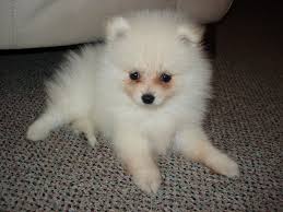 Order online or stop by your local natural pawz™ today. Dog Tear Stains On White Dog Face Puppy Remover Products Natural Dogs Cats Pets