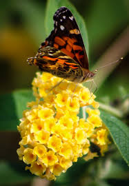 Honeycomb Butterfly Bushes For Sale Online The Tree Center