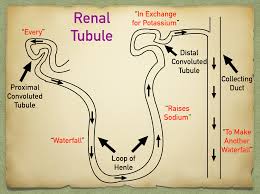 It can be further classified into the proximal convoluted tubule (pct) and the proximal straight tubule (pst). Nephron Loop And Renal Tubule Anatomy Structure Function And Definition Using Labeled Diagram Ezmed