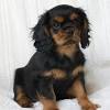 Cavalier king charles spaniel puppies. 1