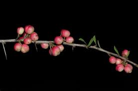 Image result for Gymnosporia maranguensis