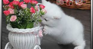 Ilgili Resim Cats And Kittens Christmas Cats Cute Cats