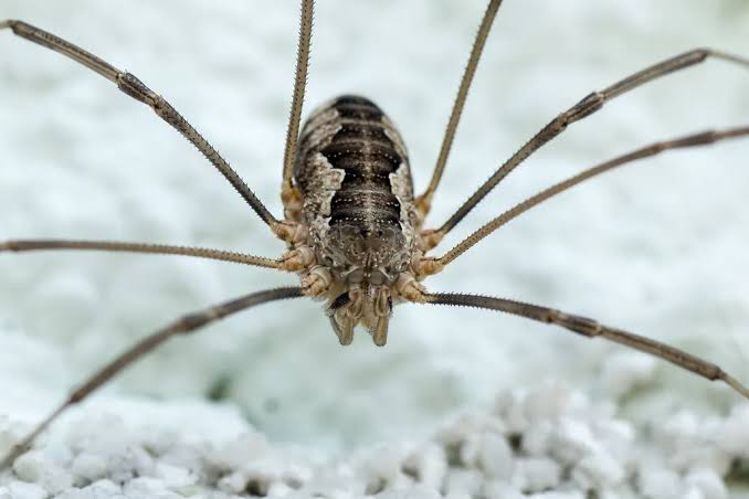 Daddy Longlegs Have Four Extra, Hidden Eyes, Researchers Say
