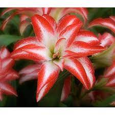 Pin On Amarilis