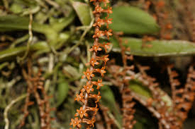 Image result for Chamaeangis