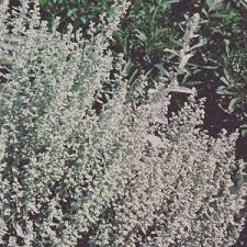 Check spelling or type a new query. Praising The Artemisias