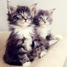 We found 2,049 adverts for you in 'cats and kittens', in the uk and ireland. Buy Kittens Near Me Off 67 Www Usushimd Com